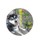 全部うちの猫と犬です（個別スタンプ：38）