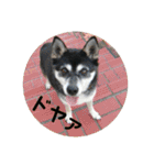 全部うちの猫と犬です（個別スタンプ：39）