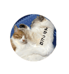 全部うちの猫と犬です（個別スタンプ：40）
