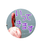 フラミンゴさんのごあいさつ（個別スタンプ：6）