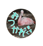 フラミンゴさんのごあいさつ（個別スタンプ：8）