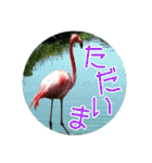 フラミンゴさんのごあいさつ（個別スタンプ：10）