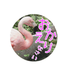 フラミンゴさんのごあいさつ（個別スタンプ：11）
