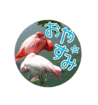 フラミンゴさんのごあいさつ（個別スタンプ：12）