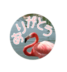 フラミンゴさんのごあいさつ（個別スタンプ：13）