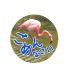 フラミンゴさんのごあいさつ（個別スタンプ：14）
