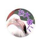フラミンゴさんのごあいさつ（個別スタンプ：17）