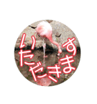 フラミンゴさんのごあいさつ（個別スタンプ：19）