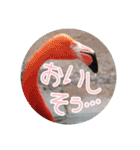 フラミンゴさんのごあいさつ（個別スタンプ：20）