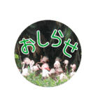 フラミンゴさんのごあいさつ（個別スタンプ：21）