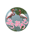 フラミンゴさんのごあいさつ（個別スタンプ：22）