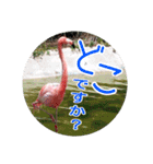フラミンゴさんのごあいさつ（個別スタンプ：23）