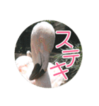 フラミンゴさんのごあいさつ（個別スタンプ：26）