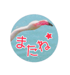 フラミンゴさんのごあいさつ（個別スタンプ：28）