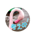 フラミンゴさんのごあいさつ（個別スタンプ：30）