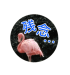 フラミンゴさんのごあいさつ（個別スタンプ：32）