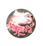 フラミンゴさんのごあいさつ（個別スタンプ：33）