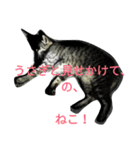 ねこが9割うさぎ1割（個別スタンプ：2）