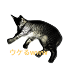 ねこが9割うさぎ1割（個別スタンプ：13）