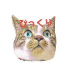 LOVE❤cat（個別スタンプ：1）