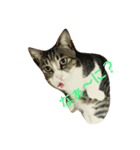 LOVE❤cat（個別スタンプ：2）
