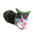 LOVE❤cat（個別スタンプ：3）