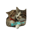 LOVE❤cat（個別スタンプ：4）