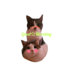 LOVE❤cat（個別スタンプ：5）
