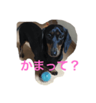 オリちゃま＆みーとら（個別スタンプ：6）