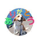 レモンビーグル  ゴン太のスタンプ（個別スタンプ：1）