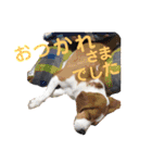レモンビーグル  ゴン太のスタンプ（個別スタンプ：2）