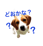レモンビーグル  ゴン太のスタンプ（個別スタンプ：11）