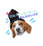 レモンビーグル  ゴン太のスタンプ（個別スタンプ：14）