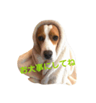 レモンビーグル  ゴン太のスタンプ（個別スタンプ：15）