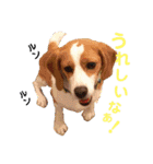レモンビーグル  ゴン太のスタンプ（個別スタンプ：16）