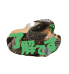 カメ太の生活（個別スタンプ：16）