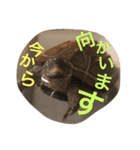 カメ太の生活（個別スタンプ：19）