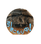 カメ太の生活（個別スタンプ：21）