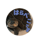 カメ太の生活（個別スタンプ：23）
