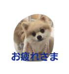 ころん日和#2（個別スタンプ：1）