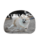ころん日和#2（個別スタンプ：2）