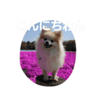 ころん日和#2（個別スタンプ：3）