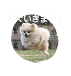 ころん日和#2（個別スタンプ：5）