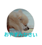 ころん日和#2（個別スタンプ：6）