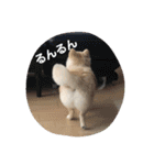ころん日和#2（個別スタンプ：7）