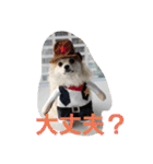 ころん日和#2（個別スタンプ：13）