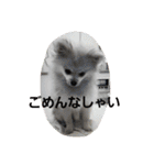 ころん日和#2（個別スタンプ：17）