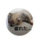ころん日和#2（個別スタンプ：18）