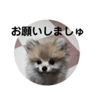 ころん日和#2（個別スタンプ：19）
