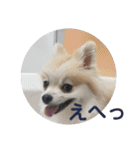 ころん日和#2（個別スタンプ：23）